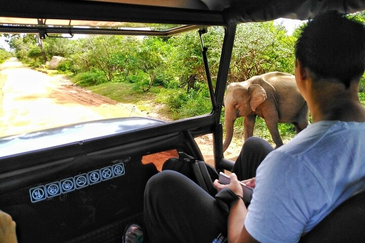 A Yala day tour from colombo ( All inclusive) - Photo 1 of 15